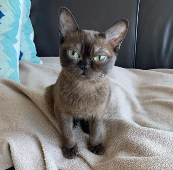 Burmese Kittens for sale near me