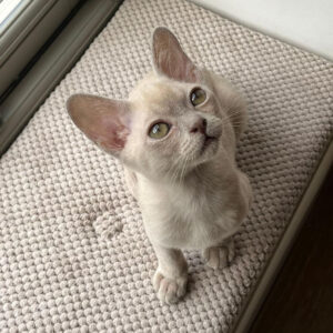 BURMESE KITTEN FOR ADOPTION