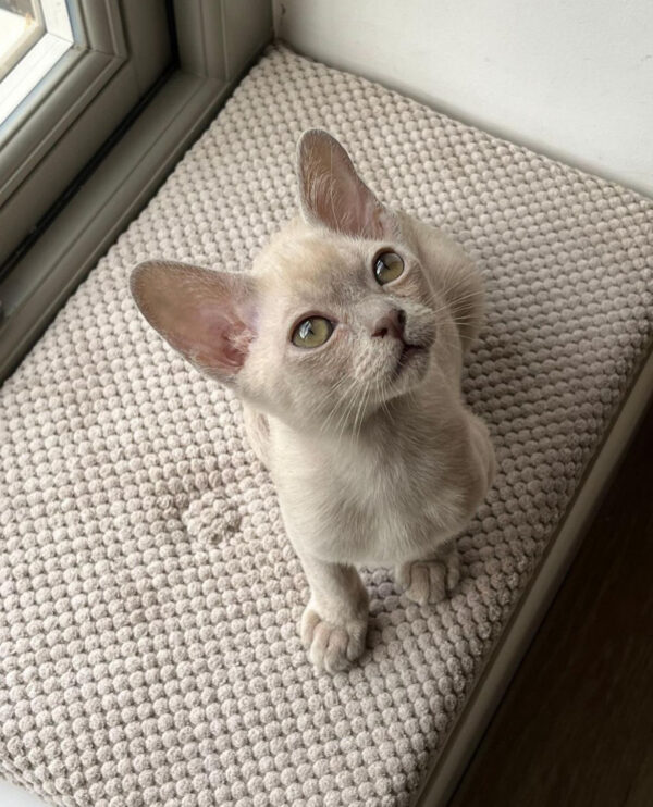 BURMESE KITTEN FOR ADOPTION