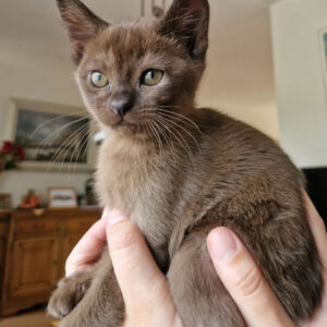 Burmese Kittens for sale near me