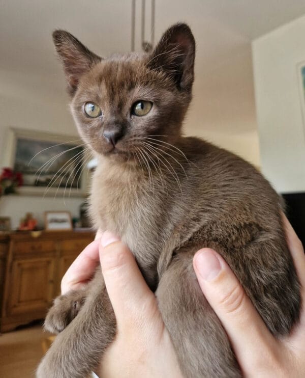 Burmese Kittens for sale near me