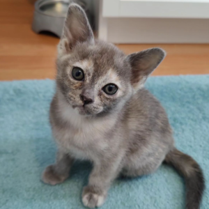 Burmese Cats for sale