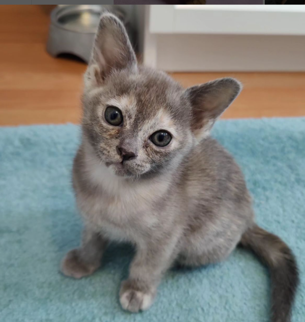 Burmese Cats for sale