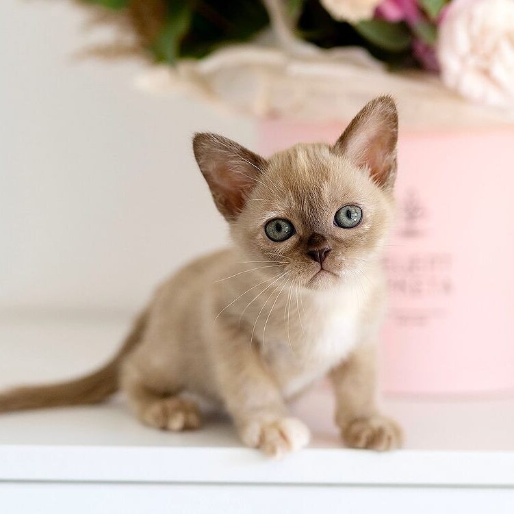 Burmese Kittens