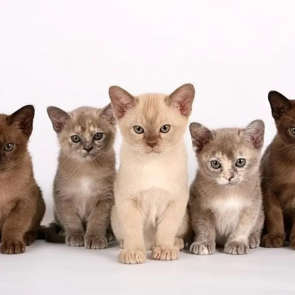 burmese_kittens